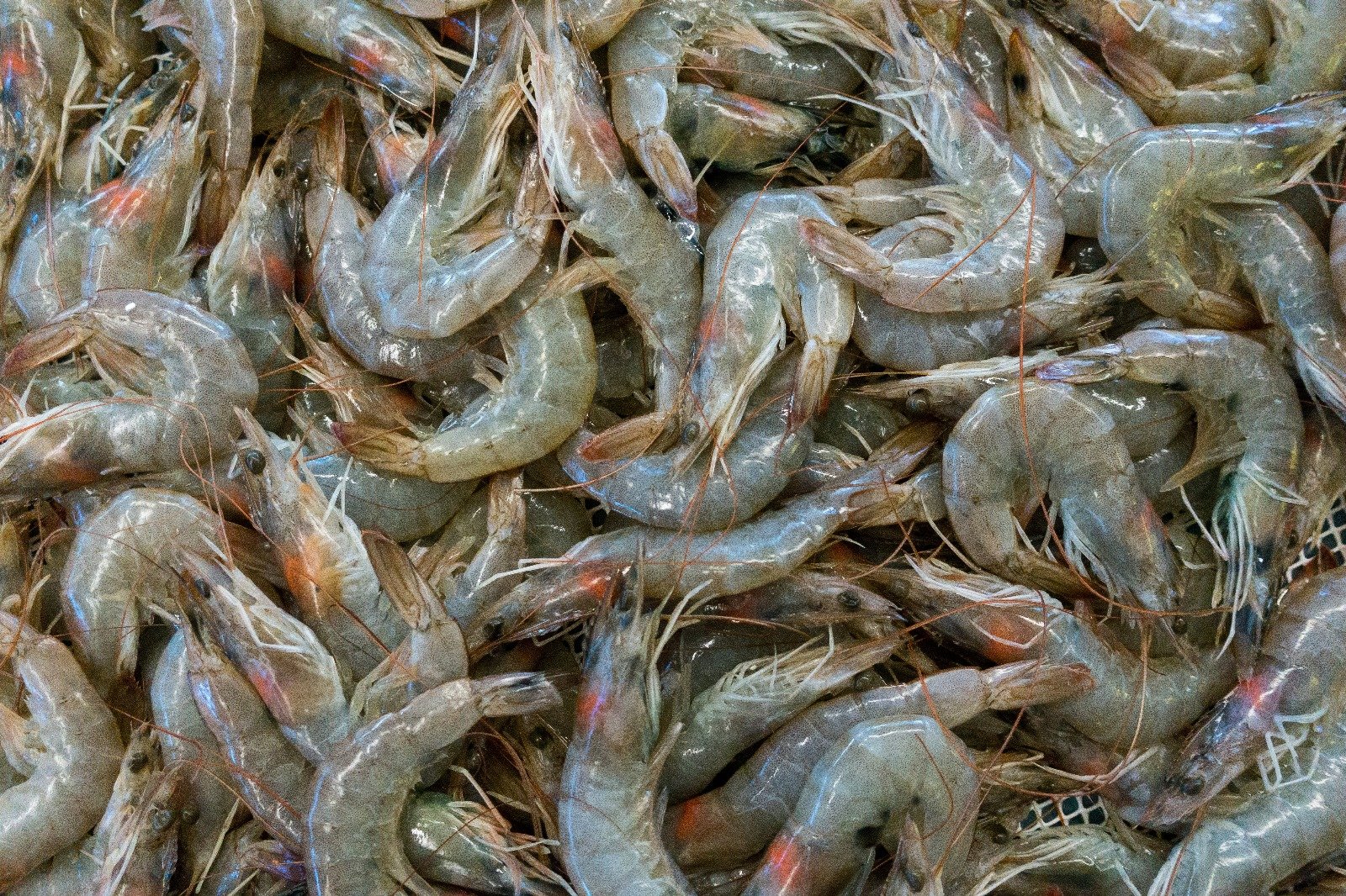 Raw Shrimp
